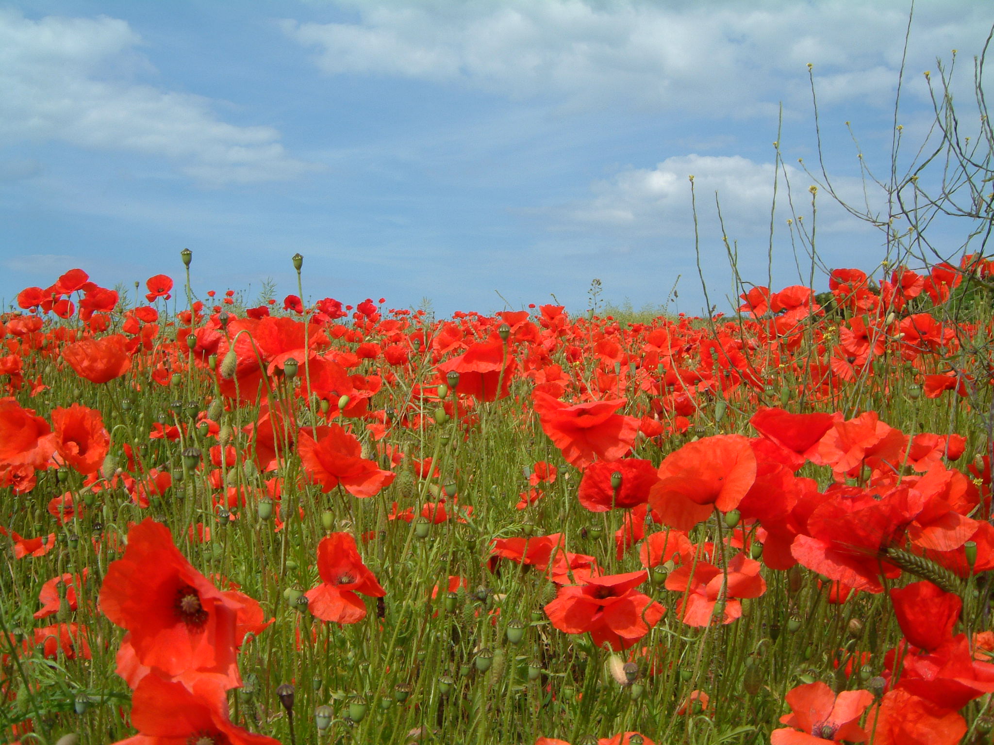 Poppies